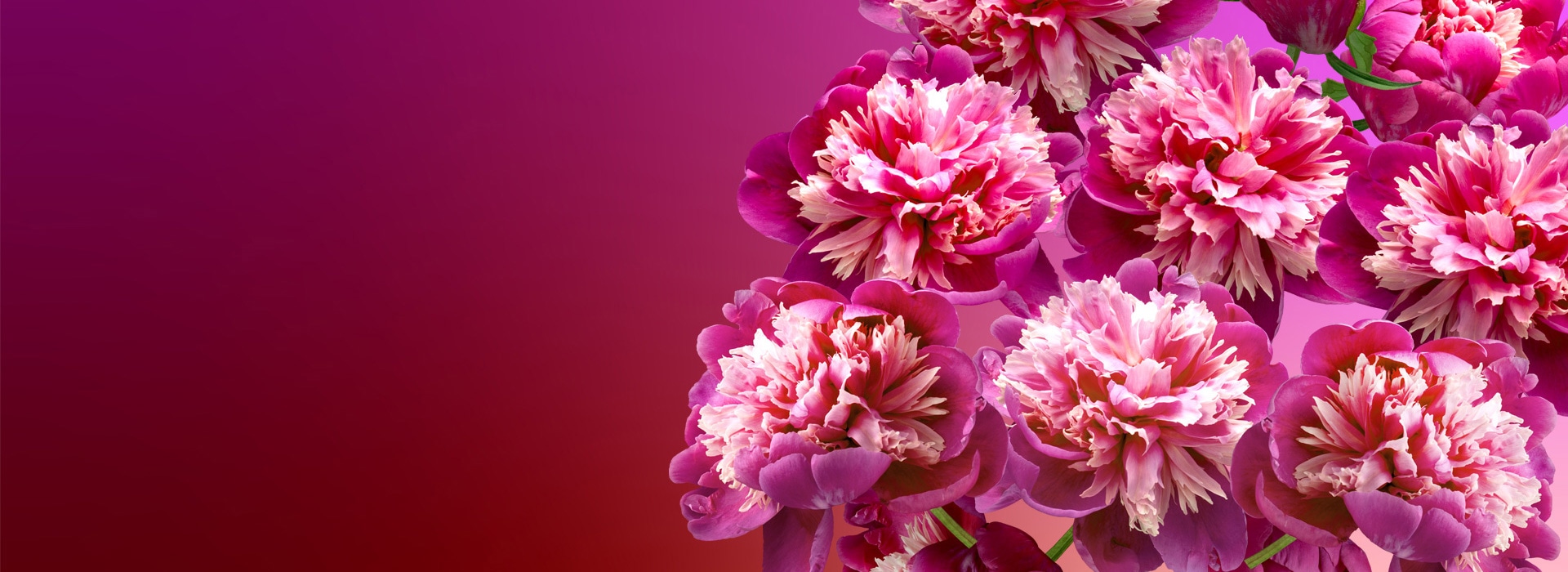 Peonies
